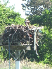 cape cod 6.12 greys beach osprey on nest