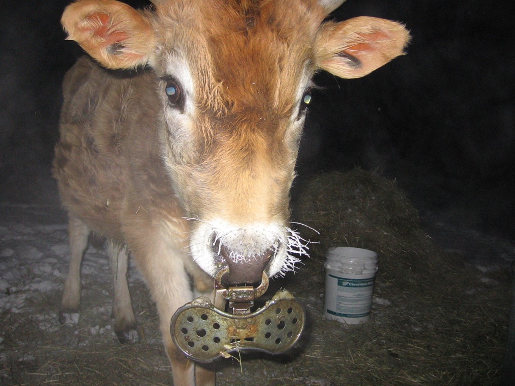 [cow%2520progress%2520024%255B4%255D.jpg]