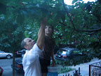 Fernando and Leo picking fruit.