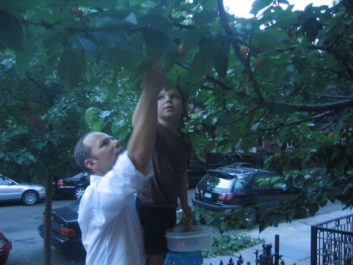 Fernando and Leo picking fruit.