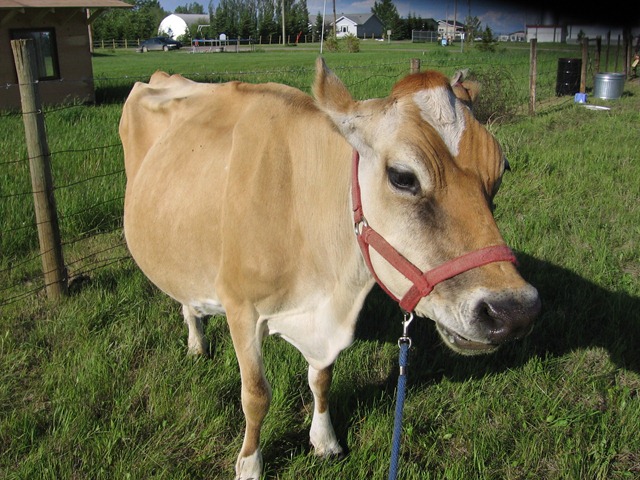 [Cow%2520003%255B3%255D.jpg]