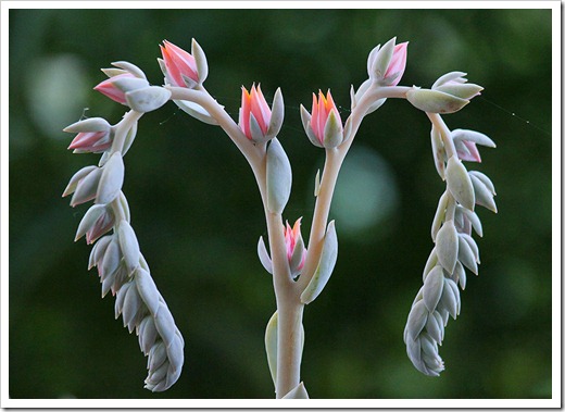 110616_echeveria_subsessilis_09