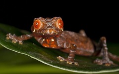 gecko