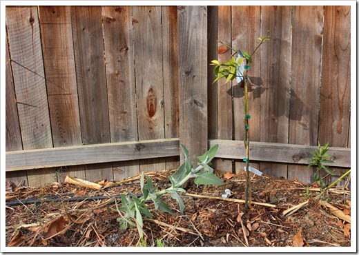 120219_Salvia-canariense 120219_Salvia-canariense