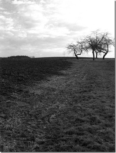 Apfelbäume in Franken Apfelbäume in Franken