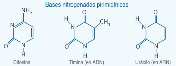 Bases nitrogenadas pirimidínicas
