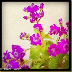 IMG_5850 IMG_5850