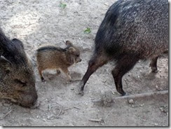 baby javelina