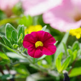 IMGP1029.JPG