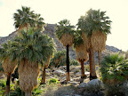 Joshua Tree Fortynine Palms Oasis (Photo by Bob Moore)