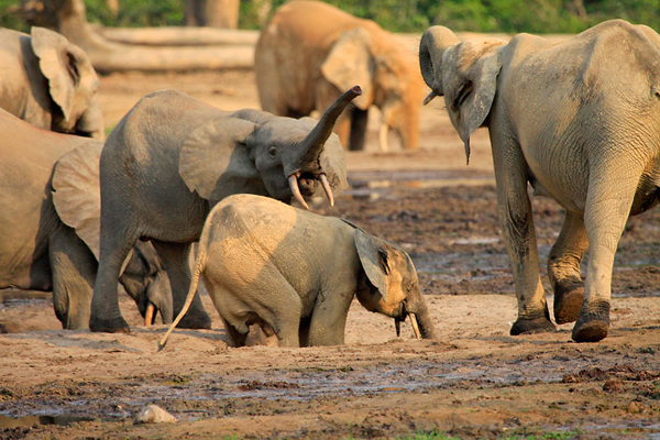 Elephants in Dzanga Bai: forest elephant displaying rounded ears and straight trunk in an intimidating gesture towards another elephant in Dzanga Bai, a forest clearing in Dzanga Sangha Protected Area, CAR. Dozens of elephants were slaughtered in May 2013 in the Dzanga Bai World Heritage Site in the Central African Republic just days after conservationists warned about an impending threat from the movement of 17 heavily armed poachers. Photo: Carlos Drew / WWF