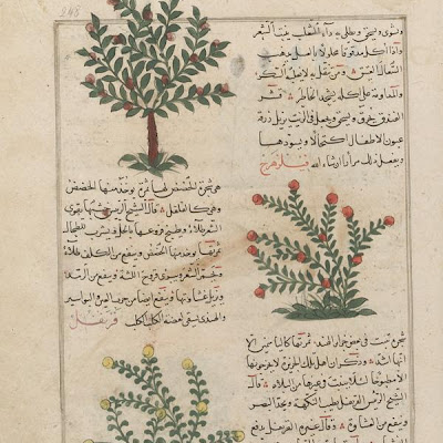 Hazelnut (Funduq), Boxthorn or Elephant Gall (Filzahraj), and Clove (Qaranful); folio from a Aja'ib al-makhluqat ("Wonders of Creation") by al-Qazvini | Origin: Iraq or Eastern Turkey | Period: early 15th century Muhammad al-Qazwini (b. Zakariya) c. 1203-1283), | Details: Not Available | Type: Opaque watercolor, ink and gold on paper | Size: H: 32.7 W: 22.4 cm | Museum Code: F1954.78 | Photograph and description taken from Freer and the Sackler (Smithsonian) Museums. ea979d3bbe1f4f189c1aff5af48e0a70.jpg
