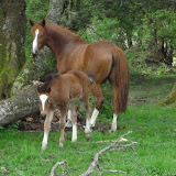 Mares and Foals