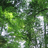 The grounds at the Tokyo Institute for Nature Study