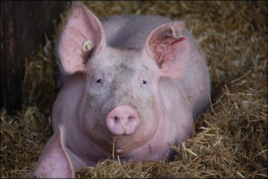 Schwein_SchmidBLE Schwein_SchmidBLE