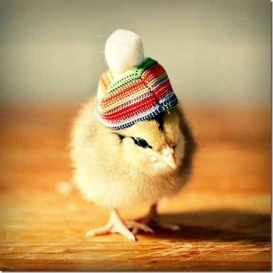 chick-in-hats-3