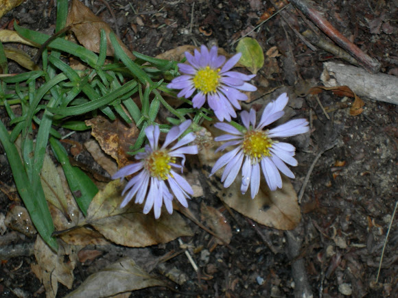 Spotting Image 1