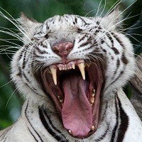 @ 10 curiosidades interessantes que provavelmente você não sabia @ 10 curiosidades interessantes que provavelmente você não sabia