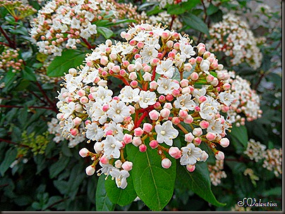 SAM_0302 SAM_0302