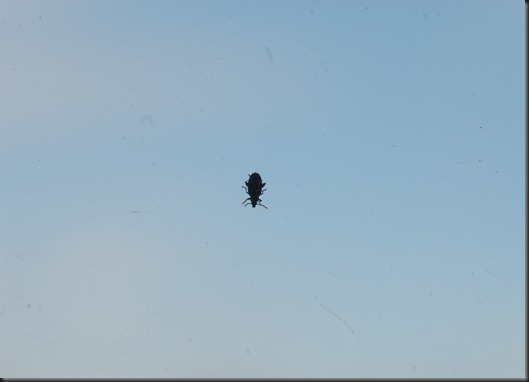 ötököitä ikkunassa 010 ötököitä ikkunassa 010