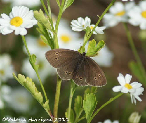 [ringlet%2520%25282%2529%255B2%255D.jpg]