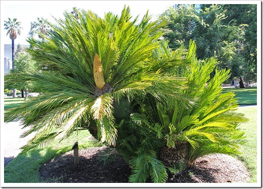 110731_Cycas_revoluta_male_cone_04 110731_Cycas_revoluta_male_cone_04