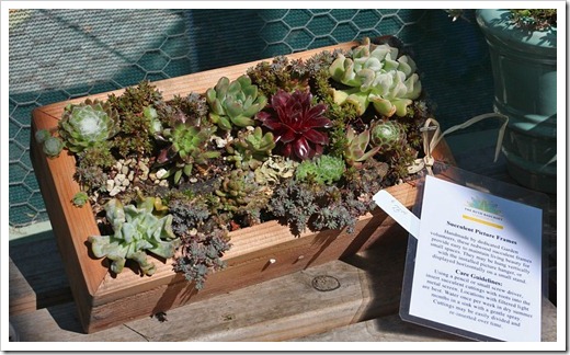 120414_RBG_succulent_frame