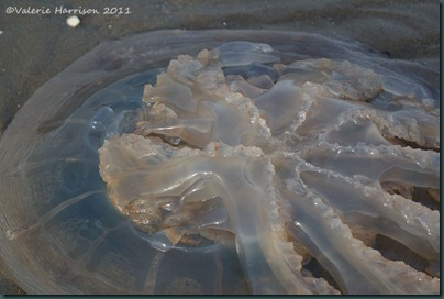 22 jellyfish-3