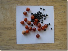 asparagus pods and seed
