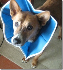 Trixie’s “bonnet” courtesy Trimline Veterinary Recovery Collars