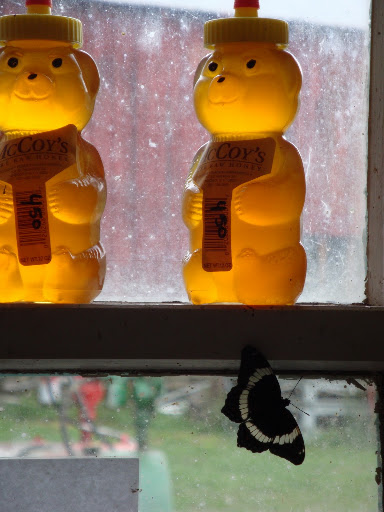 Honey bears for sale at the