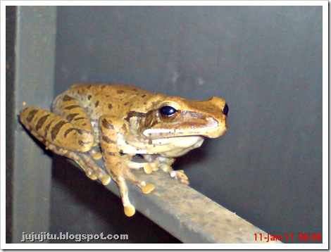 Polypedates leucomystax_Katak Pohon Bergaris_Stripped Tree Frog 1