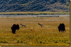 Pronghorn (Antilocapra americana)