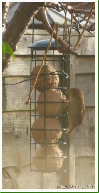 Christmas Morning bird feeder