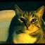 cats_chance_2011_06_10_08.jpg cats_chance_2011_06_10_08.jpg