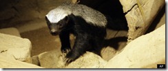 honey badger honey badger