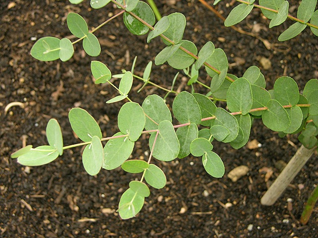 [Eucalyptus5.jpg]