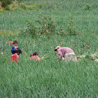 Cosechando cebolla