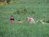 Cosechando cebolla Cosechando cebolla