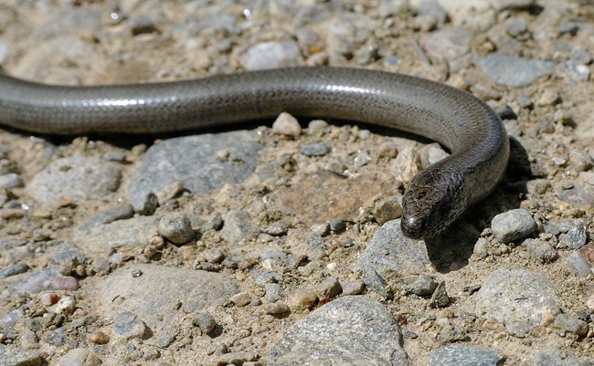 ANDY'S PIC: "SNAKE, SNAKE!" Hmmm SLOW WORM