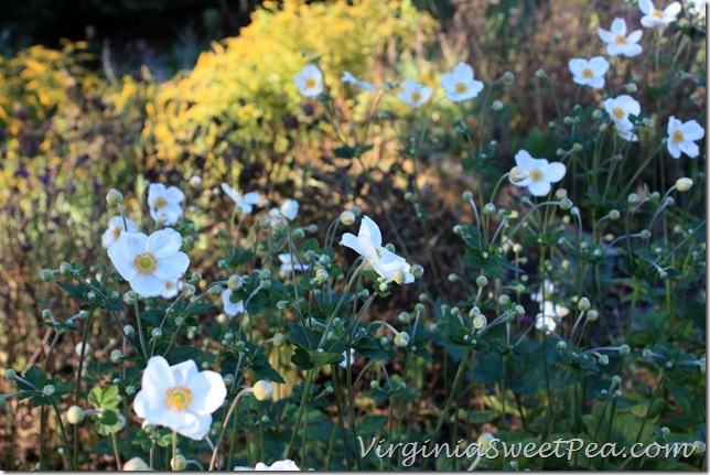 Fall Anemones with Fireworks Soledega in Background2 Fall Anemones with Fireworks Soledega in Background2