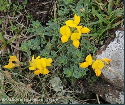 45-Birds-foot-trefoil