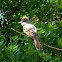 Great Crested Flycatcher