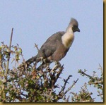 Masai Mara - Go away bird