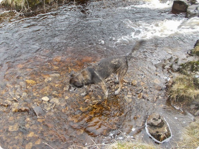 bruno in blea beck