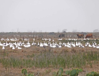 Snow Geese in Field