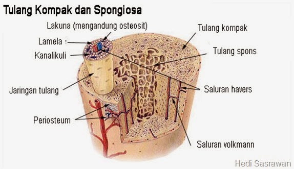 Gambar Jaringan Tulang Kompak dan Spongiosa