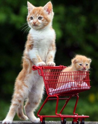 [animalsminime122.jpg]