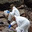 Scrubbing, Cleaning, and Prying Oil Out Of Every Boulder - Tauranga, New Zealand