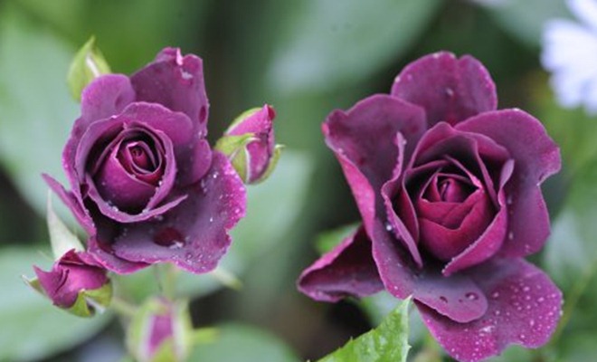 claus20090828_070909_2